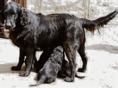 5 Wochen alt mit Mamma