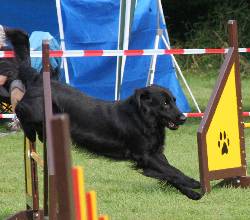 Agility