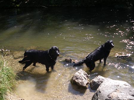 Chica und Gordi beim Baden