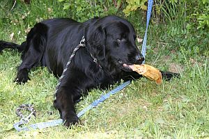 Gordi frisst Schweineohr