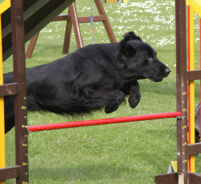 Agility